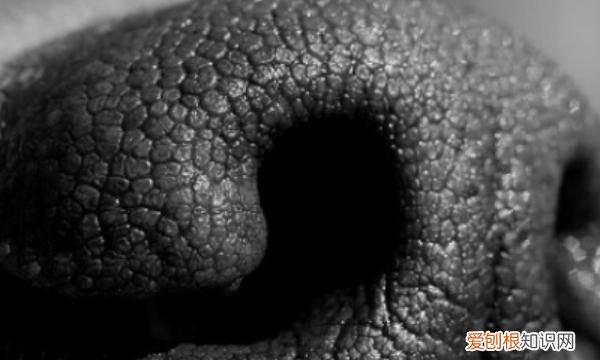 如何去除鱼缸的腥味 如何去除鱼缸腥味