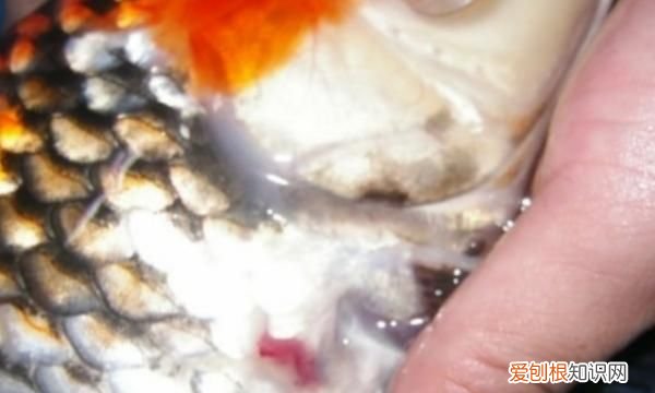 如何去除鱼缸的腥味 如何去除鱼缸腥味