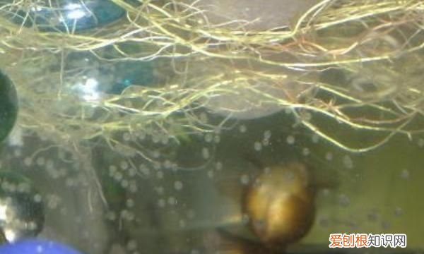 如何去除鱼缸的腥味 如何去除鱼缸腥味