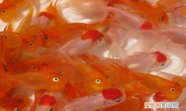 如何去除鱼缸的腥味 如何去除鱼缸腥味