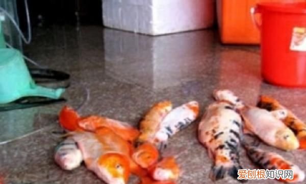 如何去除鱼缸的腥味 如何去除鱼缸腥味