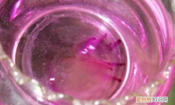 如何去除鱼缸的腥味 如何去除鱼缸腥味