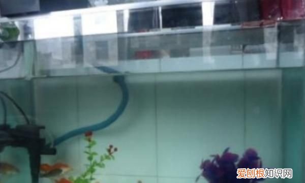 如何去除鱼缸的腥味 如何去除鱼缸腥味