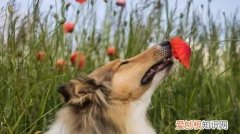 狗闻到什么气味会远离 狗闻到哪些气味会远离