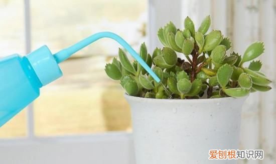 多肉植物多久浇水一次 多肉植物什么时候浇水一次
