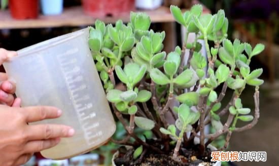 多肉植物多久浇水一次 多肉植物什么时候浇水一次
