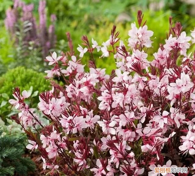 耐寒的室内盆栽盆景花卉 三种十分耐寒的室内盆栽盆景花卉