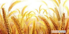 小麦的营养价值 小麦有什么营养