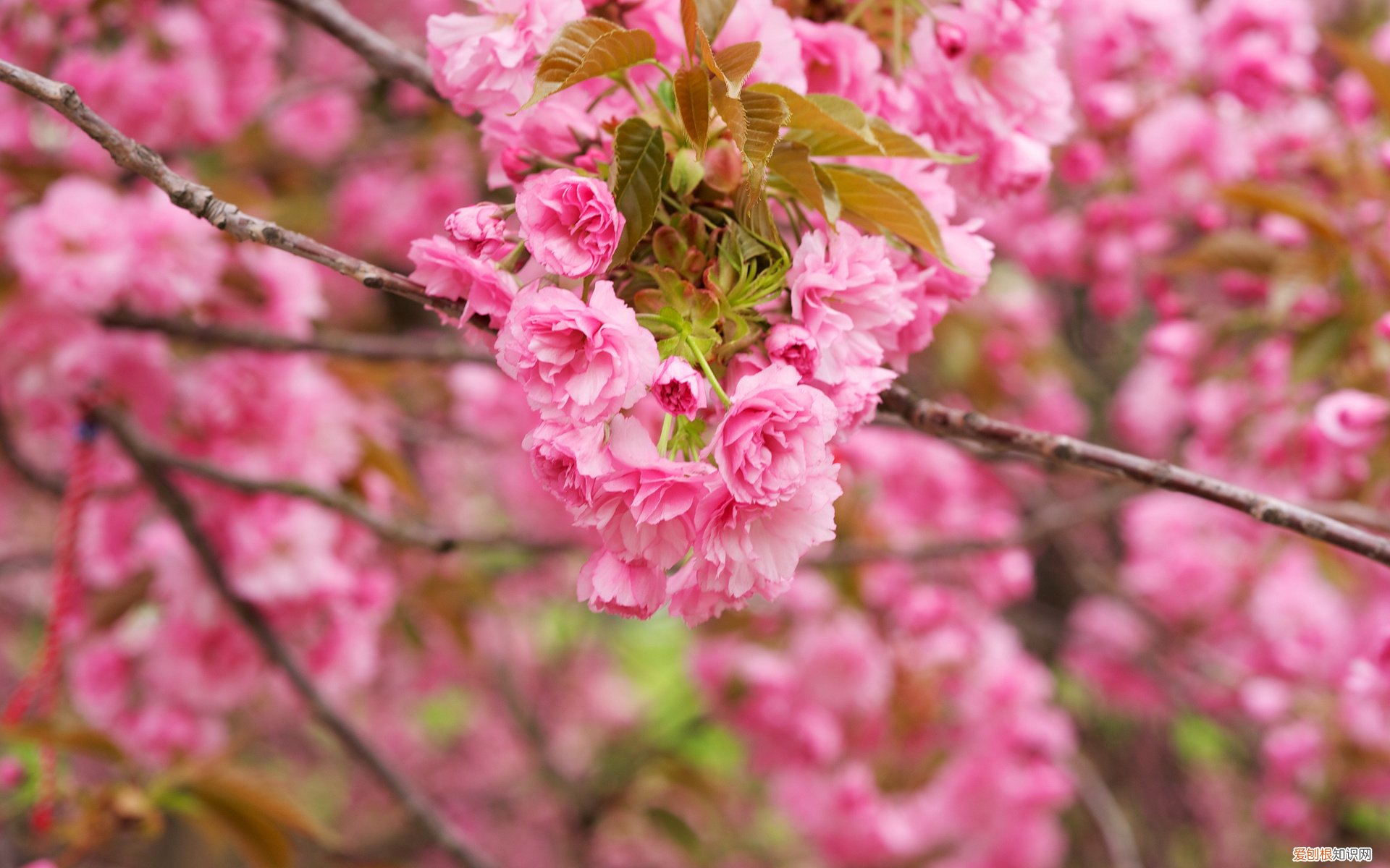 是谁杀死了下载软件？ 专业除皱手术