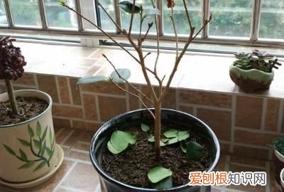 山茶花掉叶子怎么回事，茶花掉叶子怎么办 茶花掉叶子如何处理