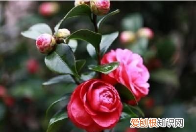 山茶花掉叶子怎么回事，茶花掉叶子怎么办 茶花掉叶子如何处理