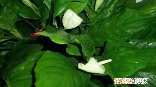 山茶花掉叶子怎么回事，茶花掉叶子怎么办 茶花掉叶子如何处理