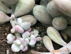 多肉植物桃蛋怎么叶插 多肉植物桃蛋如何叶插