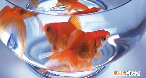 金鱼跟木鱼有什么分别，金鱼起源于哪 金鱼起源哪个