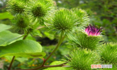 牛蒡是什么植物，牛耳大王是什么植物