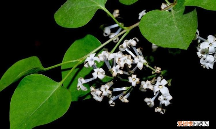 丁香花叶子发黄怎么办 丁香花叶子发黄如何处理