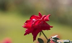 思念如影随形,相见如期而至什么意思