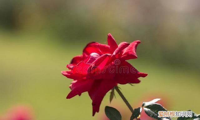 思念如影随形,相见如期而至什么意思