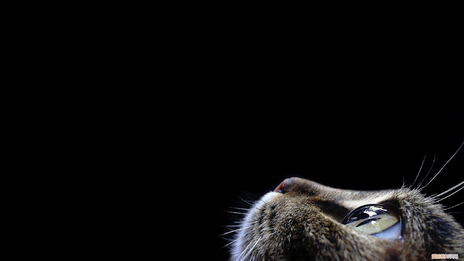 微波炉的用法是什么 微波炉 使用