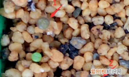 生石花蜕皮过程，生石花蜕皮后就分成三.四瓣为什么会这样子