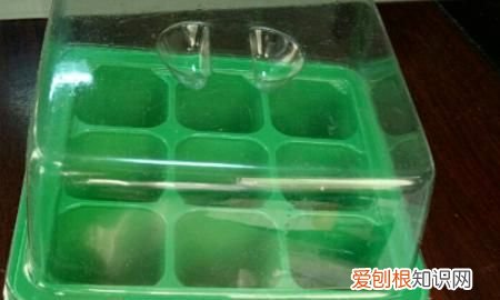 生石花蜕皮过程，生石花蜕皮后就分成三.四瓣为什么会这样子