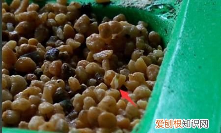 生石花蜕皮过程，生石花蜕皮后就分成三.四瓣为什么会这样子