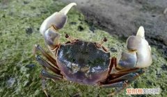 螃蟹和帝王蟹有什么不同 螃蟹和帝王蟹有哪些不同