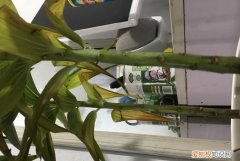 香水百合叶子发黄怎么办 香水百合叶子发黄如何处理