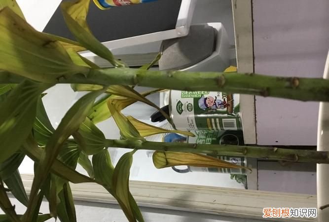 香水百合叶子发黄怎么办 香水百合叶子发黄如何处理