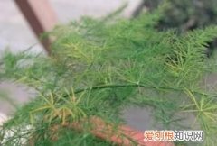 文竹叶子发黄怎么处理 文竹叶子发黄如何处理