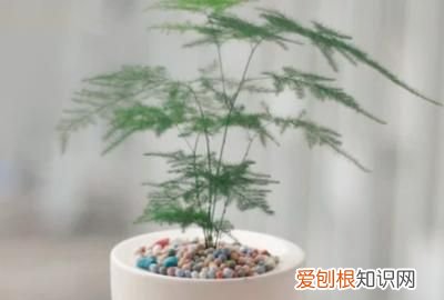 文竹叶子发黄怎么处理 文竹叶子发黄如何处理