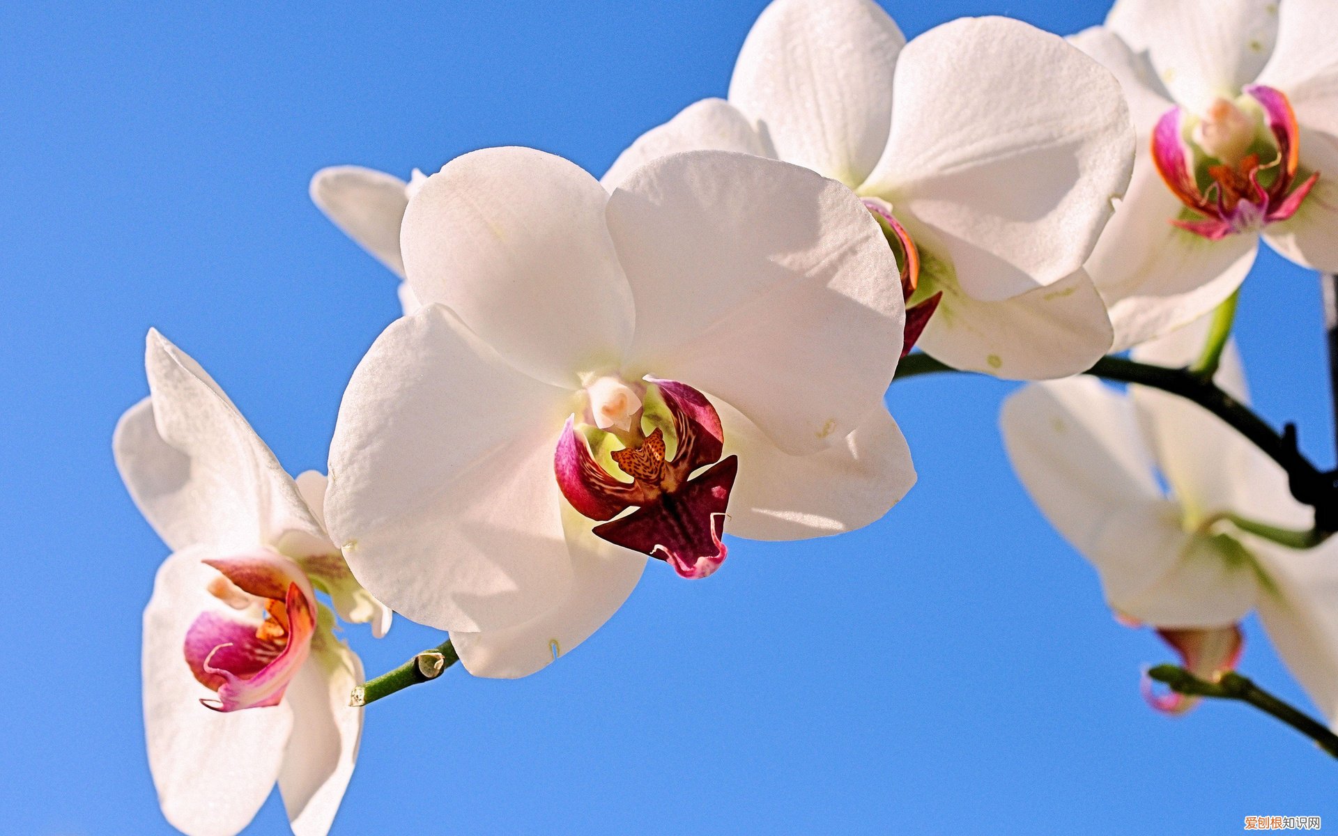 好用到哭的9款吹风机 什么样的电吹风好