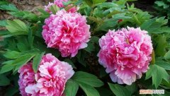 牡丹花叶子黄干了什么原因，特丽莎叶子变黄是什么原因