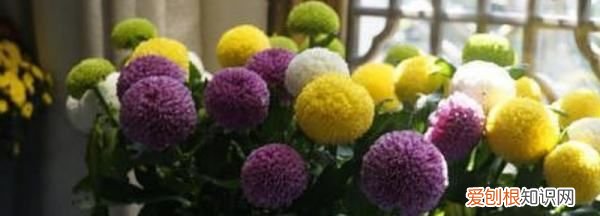 盆栽的乒乓菊怎么修剪 怎么修剪盆栽的乒乓菊