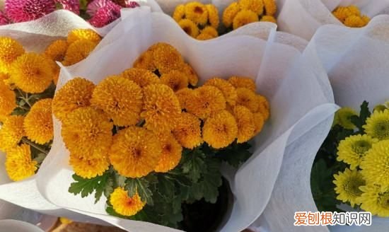 盆栽的乒乓菊怎么修剪 怎么修剪盆栽的乒乓菊