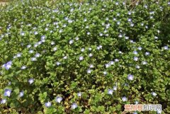 阿拉伯婆婆纳名字由来