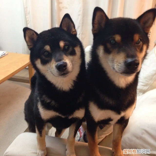 我的电脑图标怎么恢复 我的电脑图标