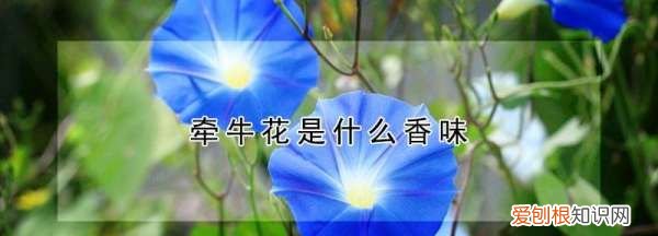 喇叭花的气味是什么样子的，喇叭花的香味是什么样的呢