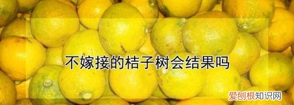 不嫁接的桔子树会结果