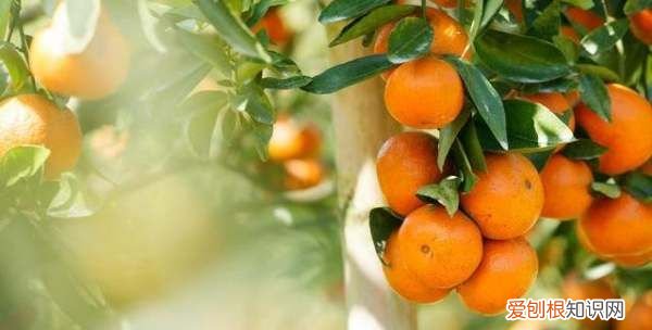 不嫁接的桔子树会结果