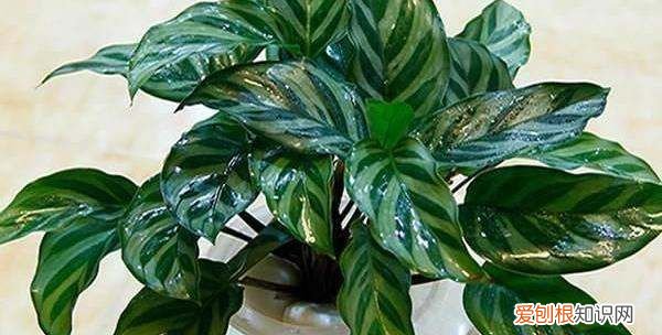 孔雀竹芋叶子卷边干枯 孔雀竹芋叶子卷边干枯原因
