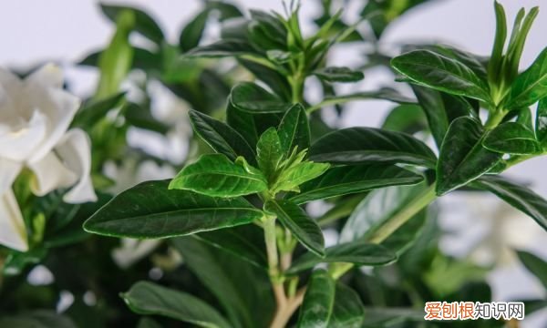 栀子花花苞怎么养护 栀子花花苞养护方法介绍