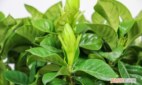 栀子花花苞怎么养护 栀子花花苞养护方法介绍