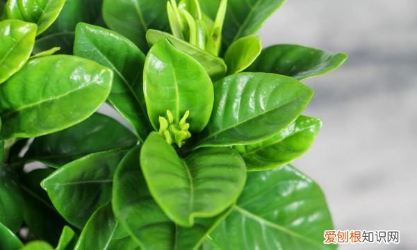 栀子花花苞怎么养护 栀子花花苞养护方法介绍