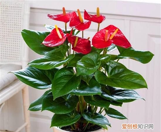 红掌的叶子下垂怎么办 红掌的叶子下垂如何处理
