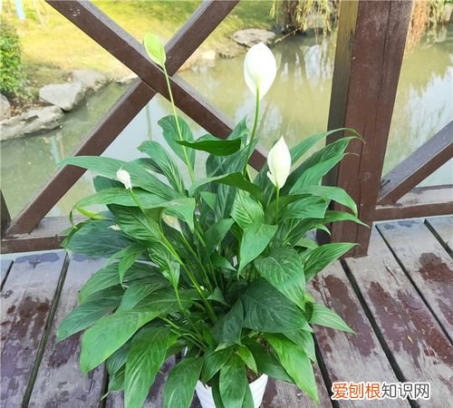 一帆风顺叶子下垂发软 一帆风顺叶子下垂发软原因及解决方法