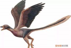 鸟类的起源和早期演化，鸟类起源于什么 鸟类的起源是什么