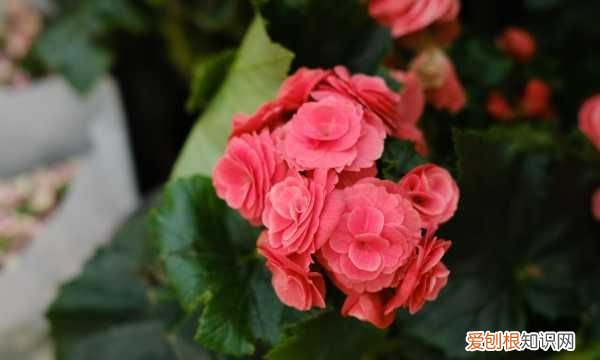 丽格海棠怎样晒太阳 丽格海棠晒太阳的技巧