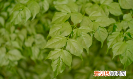 幸福树叶子卷曲下垂 幸福树叶子卷曲下垂原因及解决方法