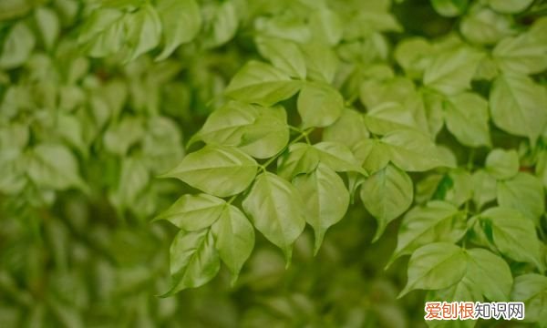 幸福树叶子卷曲下垂 幸福树叶子卷曲下垂原因及解决方法